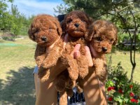 Poodle Sevimli Yavrular
