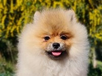 6 Aylık Dişi Şecereli Teddy Face Pomeranian Boo