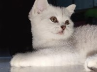 2 Aylık Güzeller Güzeli Silver Tabby Dişi Scottish