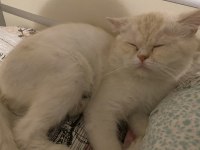 British Longhair 1,5 Yaşında