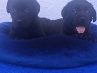 SİYAH VE ÇİKOLATA RENK ORJİNAL LABRADOR YAVRULAR
