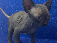 sphynx sfenks tüysüz dişi erkek yavruları