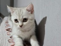 Kedimiz ücretsiz değildir