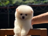 SAĞLIK VE IRK GARANTİLİ POMERANİAN KÖPEĞİ