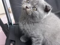 Tertemiz scottish fold yavrusu