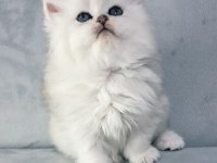 Yakışıklı British Longhair Ares