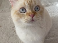 British shorthair 1 yaşına yakın