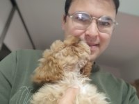 3 buçuk aylık poodle iyi bakılmış aşı karnesi var
