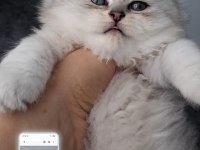 Çok sağlıklı british longhair