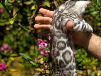 ELITE SİLVER BENGAL KEDİSİ YAVRULARI OZYFELİNES
