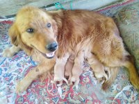A kalite baby face golden retriever bebekler