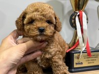 Süslü bebek poodle