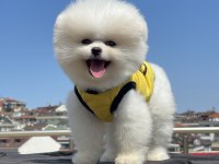 AYI SURAT POMERANİAN BOO YAVRULAR