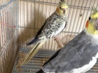 Ugyun Yeni Eşleme Eş Tutan Çift Sultan Papağanı