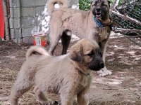 ORJİNAL KANGAL YAVRU