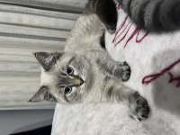British longhair çok sevecen kedimiz