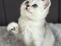 British longhair ve shorthair silver