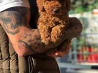 Teddy Face Poodle Yavrularımız