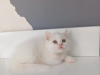 Beyaz saf kan british shorthair kedimiz
