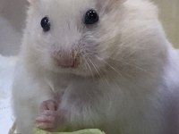 SEVİMLİ HAMSTER adrese teslim aynı gün