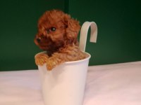 Mükemmel teacup poodle yavrularımız