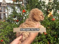 TOY POODLE DİŞİ VE ERKEK
