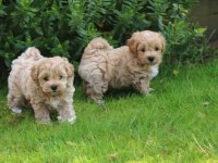 Maltipoo Yavrularımız
