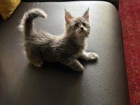 Ankranın en seçkin maine coon yavruları