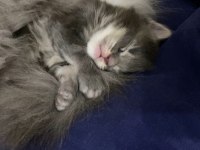 XXXL 10 günlük 2 erkek yavru ŞAMPİYON KAN HATTI KEDİMİZ