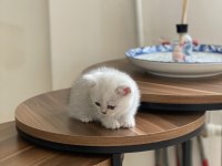 Chinchilla yavrularımız yeni ailelerini bekliyorlar