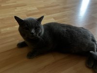 Sağlıklı british shorthair kedilerim