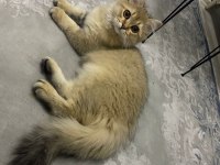 GÜZEL BRİTİSH LONGHAİR KIZIMIZA SICAK BİR YUVA