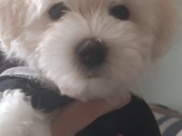 Maltese terrier iki aylıklar