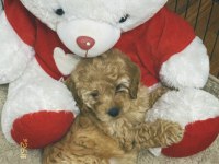 2 Aylık Dişi Maltipoo