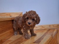Toy Poodle Kızlar