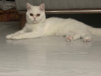 9 aylık dişi egzotik shorthair kedim