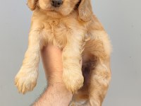 American cocker