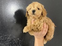 Maltipoo bebekler teslime hazır