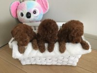 XXS MIKRO OYUNCAK TEACUP KOREA POODLE DİŞİ ERKEK