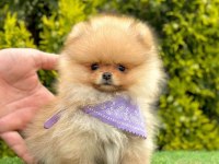 Sevimli Pomeranian Boo Yavrularımız