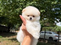 Pomeranian Kar Beyaz Dişi