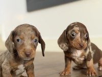 BİRÇOK SEÇENEK İLE DACHSHUND SOSİS BEBEKLER