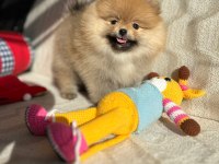 Show Kalite Pomeranian Boo Yavrum