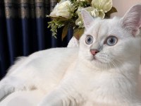 4 aylık erkek british shorthair silver point