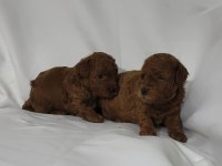 IRK VE SAĞLIK GARANTİLİ TOY POODLE DİŞİ