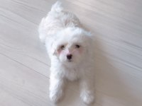 Acil Sahiplendirme Maltese Terrier