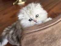 British longhair yavru