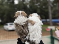 Shih tzu yavrular