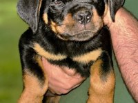 A Şecereli Rottweiler Yavrular