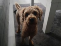 Toy poodle köpeğimiz